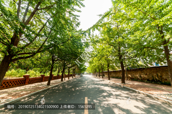 林蔭大道