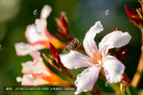 夾竹桃