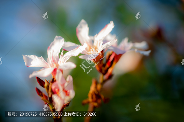 夾竹桃