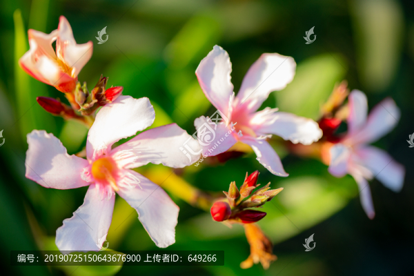 夾竹桃
