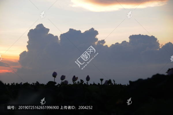 夕陽(yáng)下的蓮塘