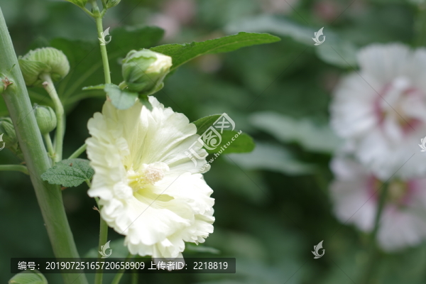 蜀葵花