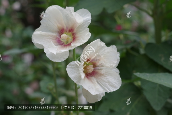 蜀葵花