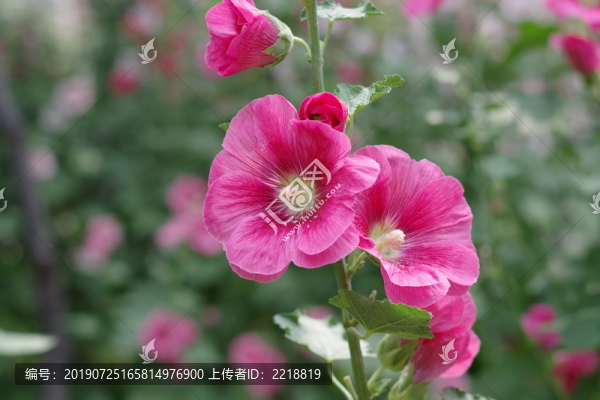 蜀葵花