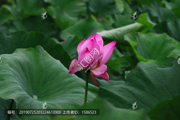 荷花菡萏蓮花