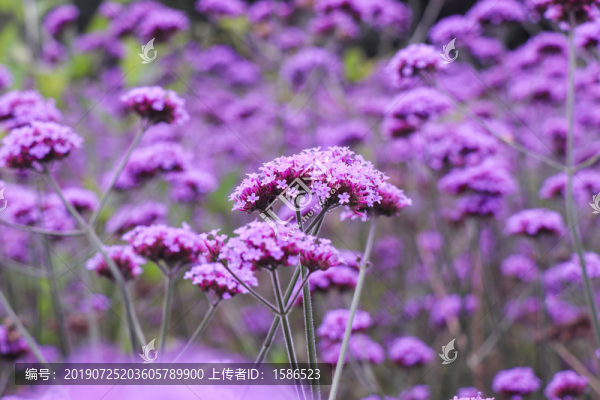 馬鞭草