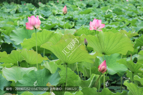 荷花蓮花菡萏