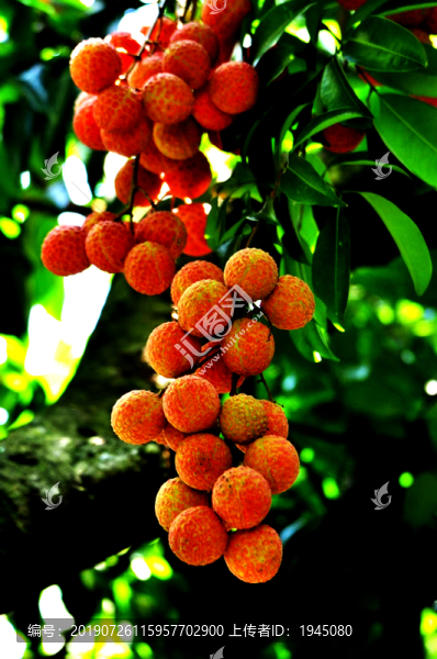 荔枝樹(shù)