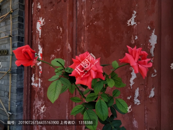 胡同月季花