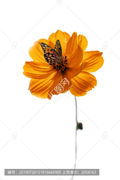 黃波斯菊