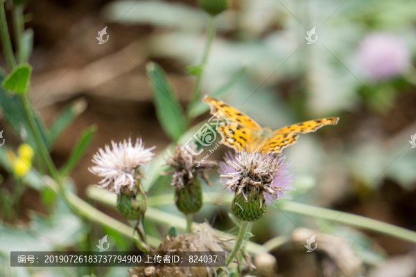 絲毛飛廉黃蝴蝶蝶戀花