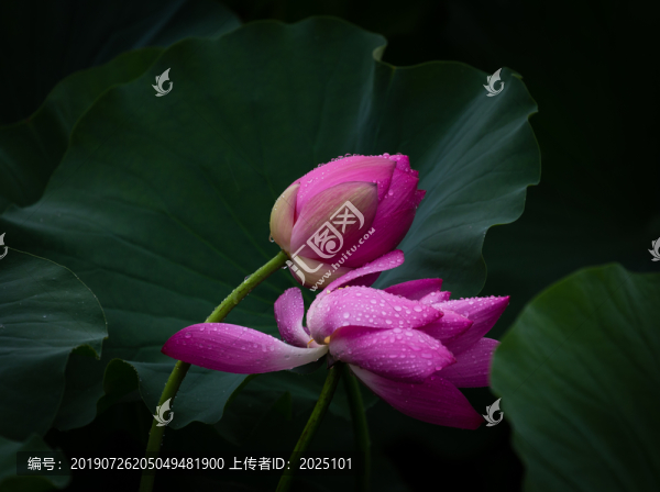 荷花開