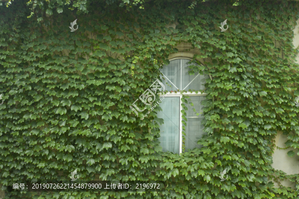 爬墻虎