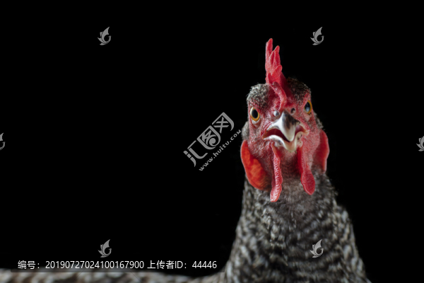 蘆花雞