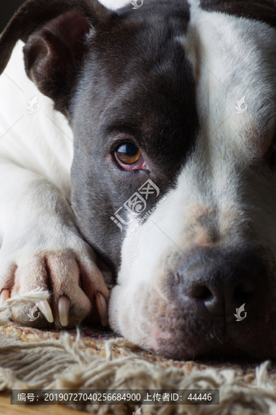 比特斗牛犬
