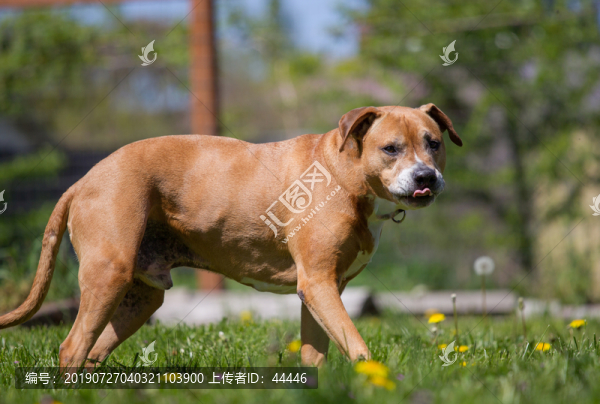 比特斗牛犬