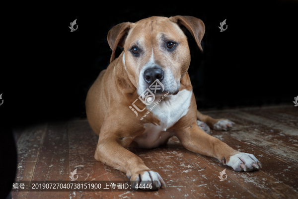 比特斗牛犬