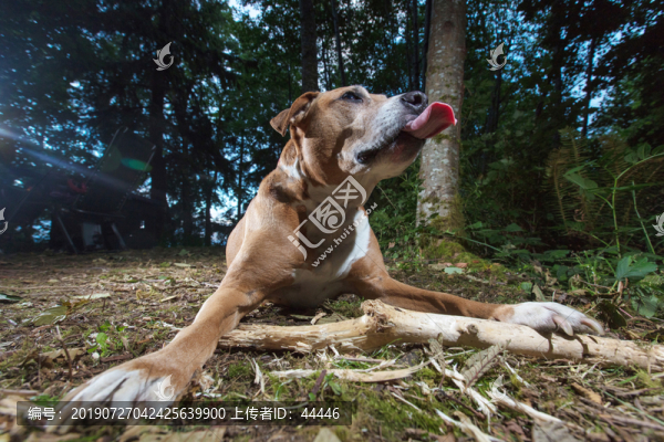 比特斗牛犬