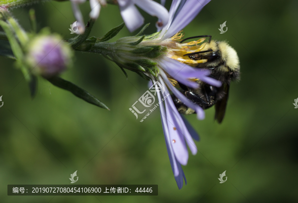 北美熊蜂