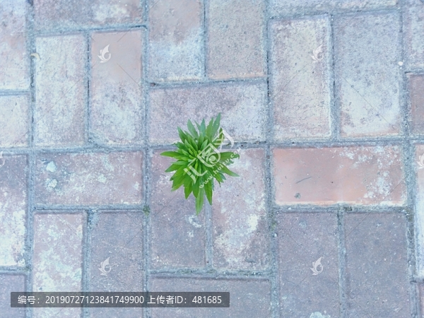 破石而出的小草