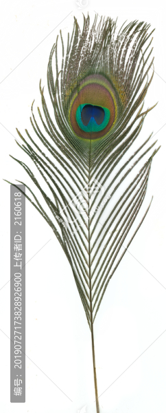 孔雀羽毛