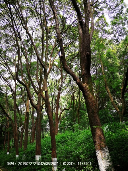 香樟樹(shù)