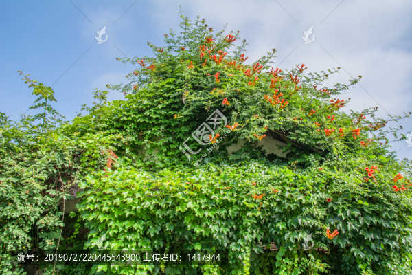 爬山虎屋頂