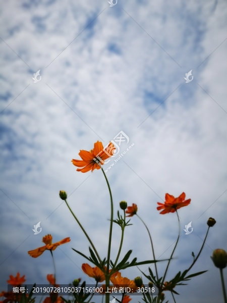 盛開的大波斯菊