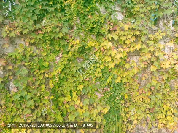 爬山虎
