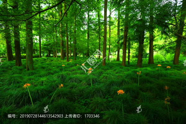 森林
