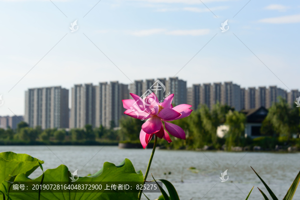 荷花