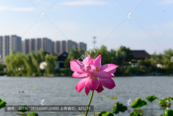 荷花