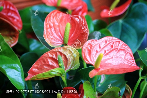 馬蹄蓮