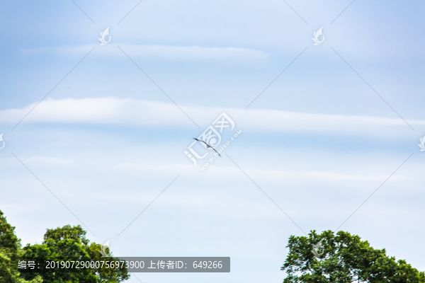 翱翔藍天