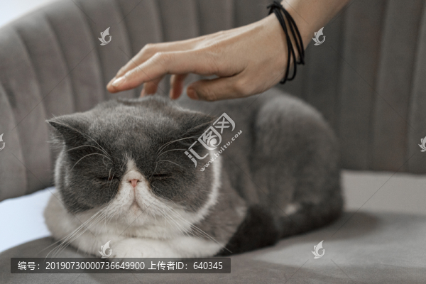 加菲貓