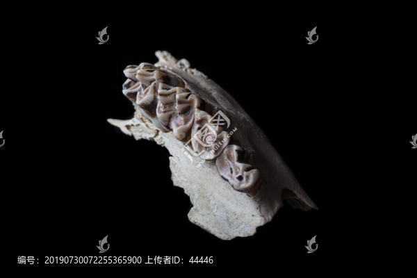 哺乳動(dòng)物臼齒