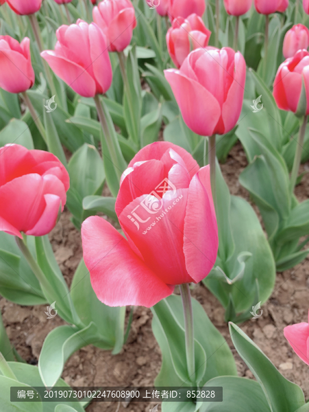 郁金香花卉