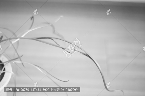 芽