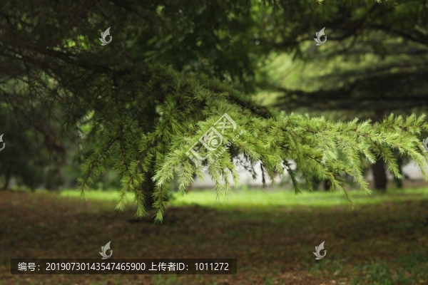 銀杏