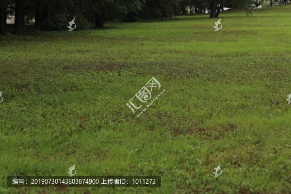 草地