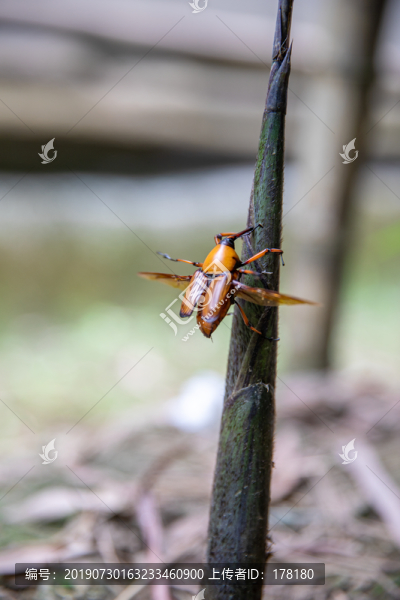 竹筍與竹筍蟲