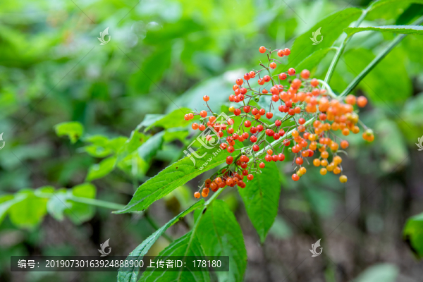 野生接骨草