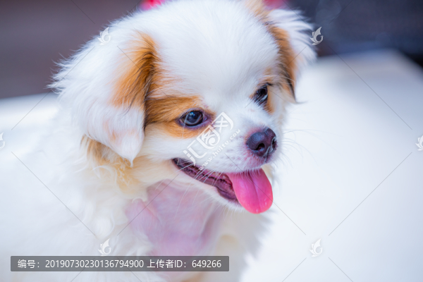 查理士王小獵犬