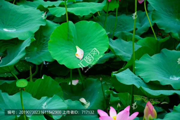 荷花花瓣