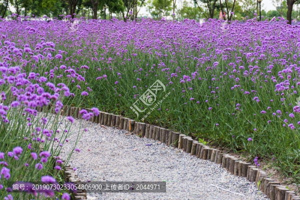馬鞭草