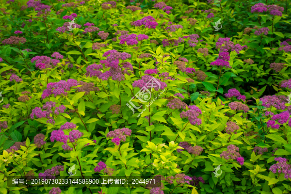 繡線菊