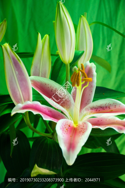 百合花