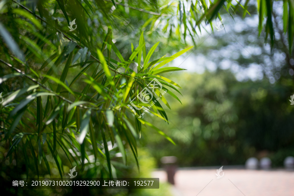 新塘翡翠綠洲樣綠蔭