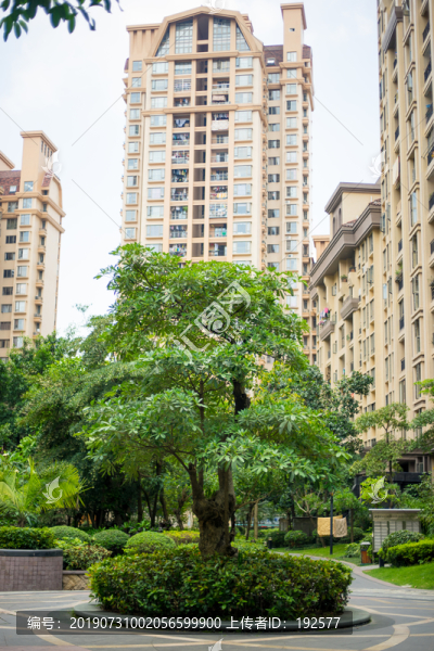 新塘翡翠綠洲樣森林半島綠化