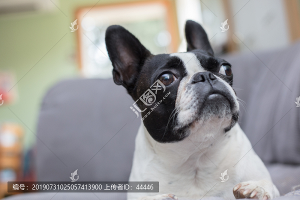 法國(guó)斗牛犬